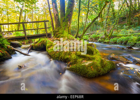 Kleine Brücke in den Wäldern am Golitha fällt auf den Fluss Fowey Bodmin Moor Cornwall England UK Europe Stockfoto