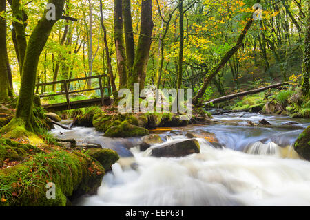 Kleine Brücke in den Wäldern am Golitha fällt auf den Fluss Fowey Bodmin Moor Cornwall England UK Europe Stockfoto