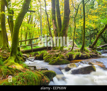 Kleine Brücke in den Wäldern am Golitha fällt auf den Fluss Fowey Bodmin Moor Cornwall England UK Europe Stockfoto