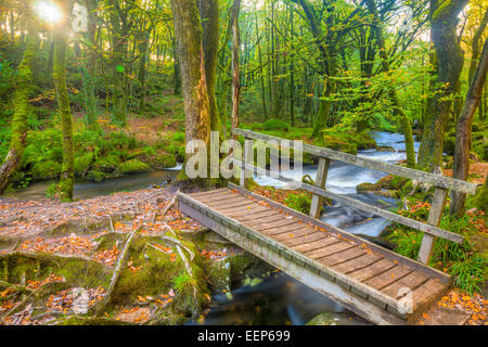 Kleine Brücke in den Wäldern am Golitha fällt auf den Fluss Fowey Bodmin Moor Cornwall England UK Europe Stockfoto