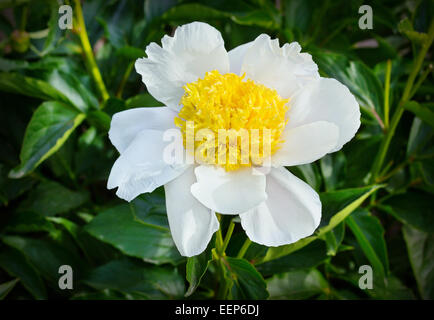 Paeonia Lactiflora (Whitleyi Major) im Blumenbeet Stockfoto