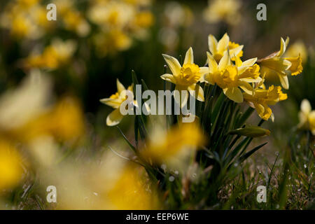 Nationalpark Eifel NRW, wilden Narzissen Narcissus Pseudonarcissus, Perlenbachtalbachtal, Deutschland Stockfoto