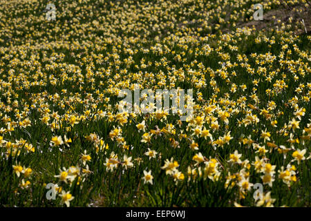 Nationalpark Eifel NRW, wilden Narzissen Narcissus Pseudonarcissus, Perlenbachtalbachtal, Deutschland Stockfoto