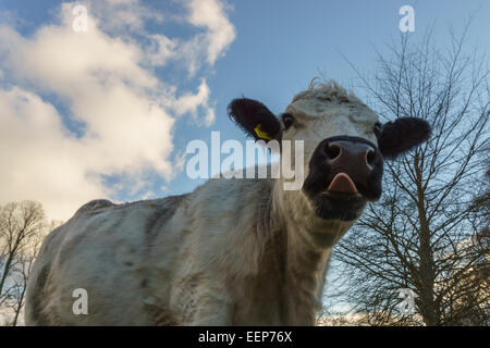 Kuh im WInchester, Hampshire stossen seine Zunge mit Blick auf den Himmel Hintergrund Stockfoto