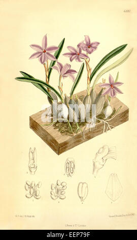 Eine Illustration aus Curtis' Botanical Magazine, Platte 6880 (1886), die Isabelia violacea, früher bekannt als Sophronitis violacea, darstellt. Diese Orchideenart ist bekannt für ihre leuchtenden violetten Blüten und ist in Südamerika beheimatet, was sie zu einem beliebten Thema für Orchideenliebhaber und Botaniker macht. Stockfoto