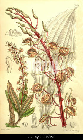 Liparis tricallosa, 1901 im Botanical Magazine von Curtis dargestellt, ist eine Orchideenart, die in den tropischen Regionen Mittelamerikas beheimatet ist und für ihre kleinen, zarten Blüten und ihre einzigartige Form bekannt ist. Stockfoto