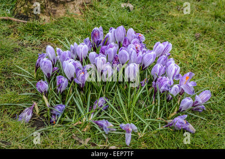 Diesen Frühling Krokusse befinden sich in Brampton Park, Newcastle-under-Lyme, Staffordshire, UK Stockfoto