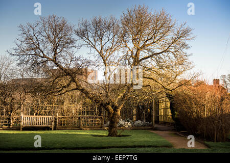 MAULBEERBAUM AM NEUEN ORT GARTEN SHAKESPEARES HAUS STRATFORD-UPON-AVON GEFÄLLT JETZT MÖGLICHERWEISE LETZTES FOTO Stockfoto