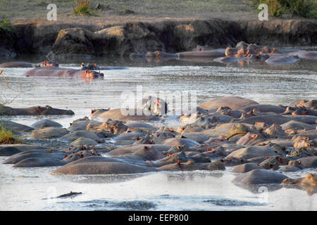 Gruppe der Flusspferde (Hippopotamus Amphibius) ruhen in einem Pool in Serengeti Nationalpark, Tansania Stockfoto