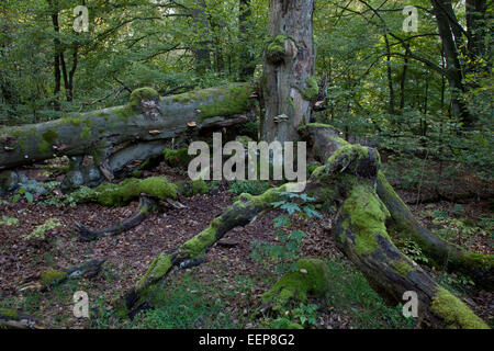 Toten Buche im Urwald Sababurg, Deutschland Stockfoto