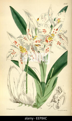 Odontoglossum crispum, auch bekannt als Odontoglossum alexandrae var. Guttatum ist eine Orchideenart aus Curtis' 94 (1868). Diese Orchidee ist bekannt für ihr auffälliges Muster und ihre leuchtenden Farben, was sie zu einer beliebten Wahl bei Orchideensammlern und Gartenbauern macht. Stockfoto