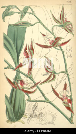 Oncidium cariniferum, einmal klassifiziert als Odontoglossum hastilabium var. Fuscatum wurde 1856 in Curtis' Botanical Magazine illustriert. Diese Orchidee ist in Mittel- und Südamerika beheimatet und ist für ihre lebendigen und komplizierten Blumenmuster bekannt. Stockfoto