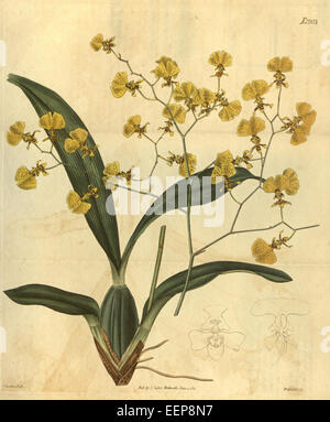 Oncidium flexuosum ist eine Orchideenart, die in Curtis' 48-2203 (1821) dargestellt wird und für ihre komplexe, flexible Blütenstruktur und ihre lebendige Färbung bekannt ist. Diese Art ist in den tropischen Regionen Mittel- und Südamerikas beheimatet. Stockfoto