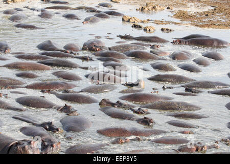 Gruppe der Flusspferde (Hippopotamus Amphibius) ruhen in einem Pool in Serengeti Nationalpark, Tansania Stockfoto