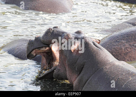 Zwei riesige männliche Flusspferde (Hippopotamus Amphibius) kämpfen in einem Pool in Serengeti Nationalpark, Tansania Stockfoto