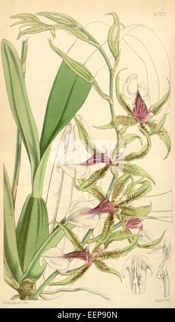 Oncidium hastilabium, früher bekannt als Odontoglossum hastilabium, ist eine Orchideenart, die in Curtis's Botanical Magazine, Band 72, Platte 4272, veröffentlicht 1846, dargestellt wird. Sie zeichnet sich durch ihre langen, lanzenförmigen Blüten aus. Stockfoto