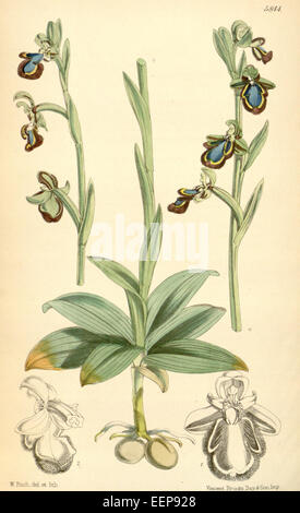Ophrys Speculum, eine Orchideenart, die 1870 in Curtis' Botanical Magazine illustriert wurde, ist bekannt für ihr reflektierendes, spiegelähnliches Blumenmuster, das dem Gesicht eines Menschen ähnelt, ein bemerkenswertes Merkmal in der Orchideenfamilie. Stockfoto