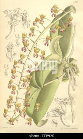 Ornithochilus difformis var. Difformis, früher bekannt als Ornithochilus fuscus, ist eine Orchideenart aus Südostasien, die für ihre einzigartigen floralen Eigenschaften und ihre Präsenz im Botanical Magazine von Curtis im Jahr 1894 bekannt ist. Stockfoto