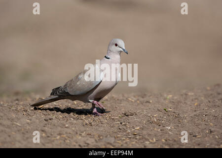 Türkentaube / Streptopelia Decaocto / (Eurasien) Kragen Taube [Streptopelia Decaocto] Stockfoto