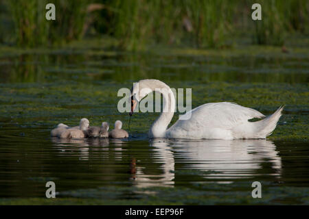 Mute Swan [Cygnus Olor], weißer Schwan, Hoeckerschwan, Deutschland Stockfoto