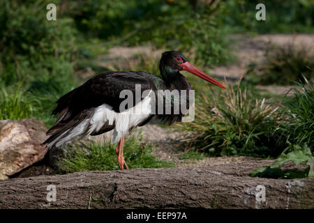 Schwarzstorch / Ciconia Nigra / schwarzer Storch [Ciconia Nigra] Stockfoto