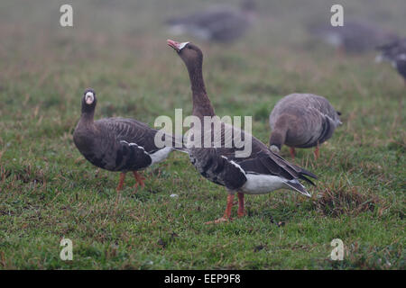 Artengruppen / Anser Albifrons / Bislicher Insel / Niederrhein / (mehr) weiß – Anser Gans [Anser Albifrons] Stockfoto