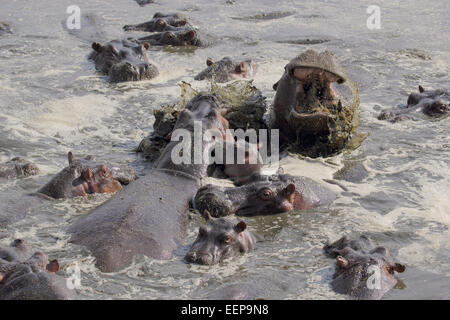 Baby-Flusspferd (Hippopotamus Amphibius) mitten in einem Kampf zwischen Männern im Serengeti Nationalpark, Tansania Stockfoto