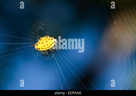 Gelbe stacheligen Orbweather Spinne auf Web, Montezuma, Costa Rica, Mittelamerika Stockfoto