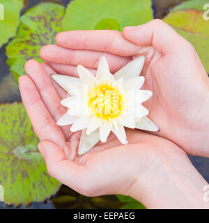 Frau-Hände, die Lotusblume Stockfoto