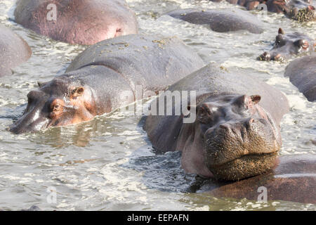 Porträt von einem Flusspferd (Hippopotamus Amphibius) in einem Pool in Serengeti Nationalpark, Tansania Stockfoto