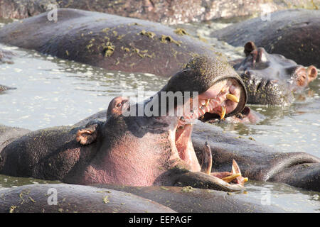 Riesige männliche Flusspferd (Hippopotamus Amphibius) Gähnen in einem Pool in Serengeti Nationalpark, Tansania Stockfoto