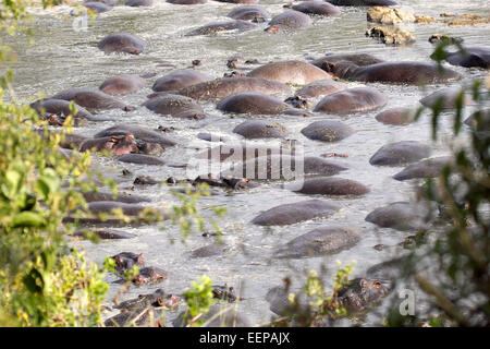 Gruppe der Flusspferde (Hippopotamus Amphibius) ruhen in einem Pool in Serengeti Nationalpark, Tansania Stockfoto