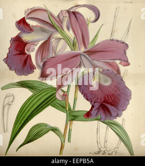 Sobralia macrantha, eine in Mittelamerika heimische Orchideenart, ist bekannt für ihre markanten rosa bis violetten Blüten. In Curtis' 75 (1849) dargestellt, ist sie eine geschätzte Pflanze unter Orchideensammlern wegen ihrer Schönheit und Seltenheit. Stockfoto