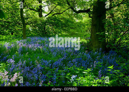 Anzeigen von Glockenblumen Hyacinthoides non-Scripta eine bauchige mehrjährige Pflanze geben Bodendecker im Wald in der Frühlingssonne Stockfoto