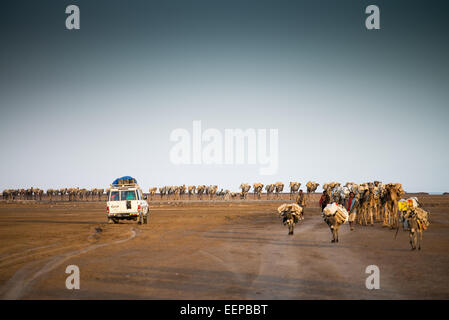 Kamelkarawanen mit Salz durch die Wüste in der Danakil-Senke, Äthiopien, Afrika Stockfoto