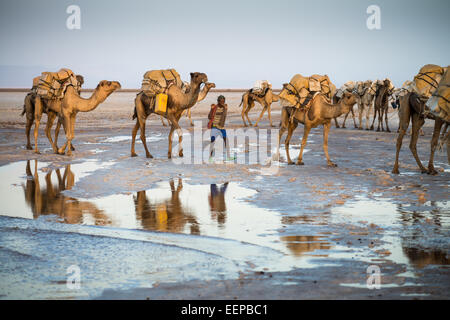 Kamelkarawanen mit Salz durch die Wüste in der Danakil-Senke, Äthiopien, Afrika Stockfoto