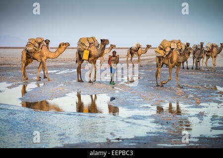 Kamelkarawanen mit Salz durch die Wüste in der Danakil-Senke, Äthiopien, Afrika Stockfoto