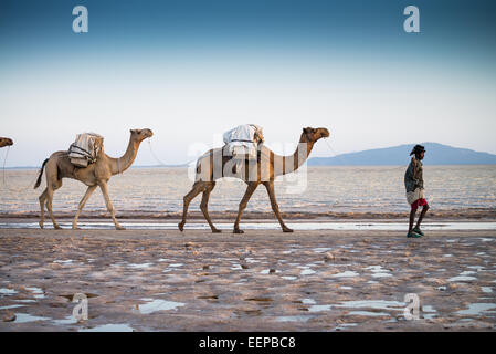 Kamelkarawanen mit Salz durch die Wüste in der Danakil-Senke, Äthiopien, Afrika Stockfoto