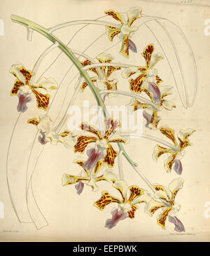 Vanda Tricolor - Curtis' 75 (ser. 3 Nr. 5) pl. 4432 (1849) Stockfoto