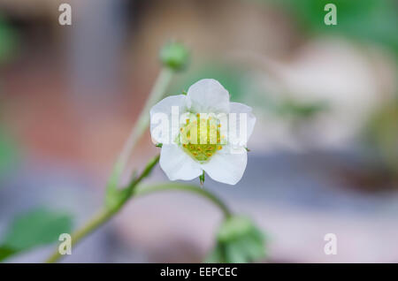 Wilde Erdbeere Blüte - Makroaufnahme einer Blume Stockfoto