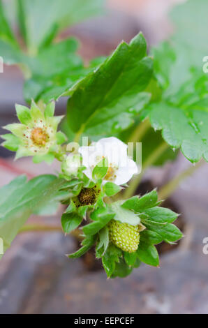 Wilde Erdbeere Blüte - Makroaufnahme einer Blume Stockfoto