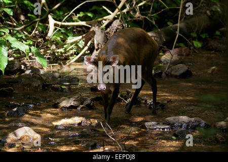 Die Fea Muntjac oder Tenasserim-Muntjak (Muntiacus Feae). Kaeng Krachan National Park, Thailand. Stockfoto