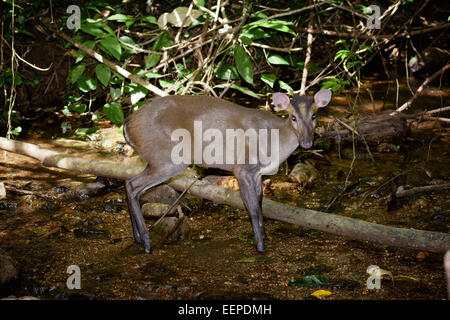 Die Fea Muntjac oder Tenasserim-Muntjak (Muntiacus Feae). Kaeng Krachan National Park, Thailand. Stockfoto