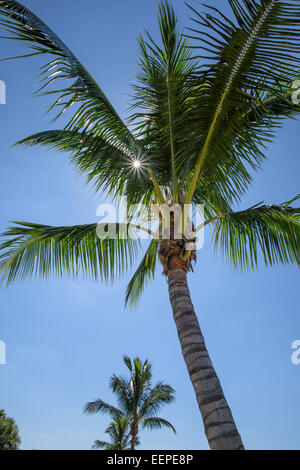 Kokosnuss-Palmen gegen blauen Himmel Stockfoto