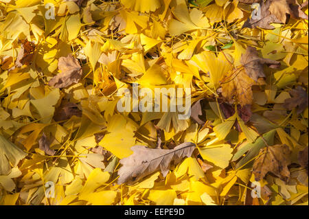 Gefallenen Herbst verlässt Ginko Bilboa am Boden Stockfoto