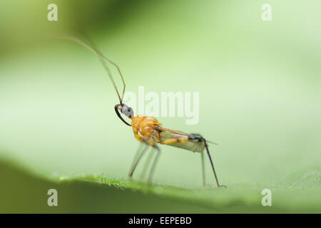 Reduviidae Assassin Fehler. Stockfoto