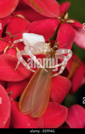 Thomisidae sp, weiß Krabbenspinne Stockfoto