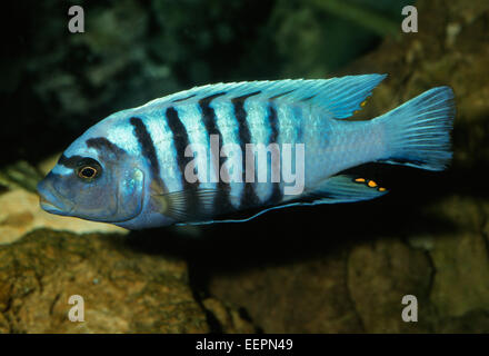 Maylandia Zebra Buntbarsche, Malawi-See, Afrika Stockfoto