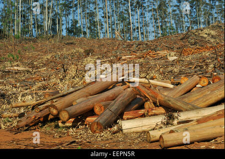 Nelspruit, Mpumalanga, Südafrika, tmber Stapel liegen am Hang anmelden, nachdem die mechanische Ernte von kommerziellen Wald Stockfoto