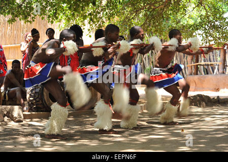Vier erwachsene männliche Swazi Tänzern in farbenfrohen Kleid Durchführung Krieger Tanz während Kultur Show für ausländische Touristen Matsamo, Swasiland Stockfoto